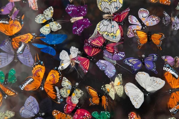 Butterfly Art 138