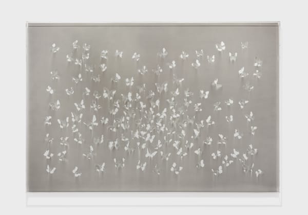 Image: Claudio Parmiggiani: Dematerialization