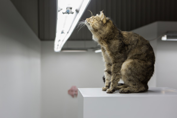 Michael Sailstorfer Solarkatze , 2012 Stuffed cat and Pedestal Dimensions variable