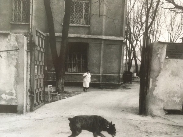Nicholas Hopkins, Dog in front of Woman coming out of Primorskiy District Hospital, 22nd April 2003