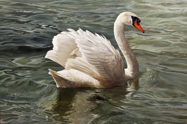 Marco Ramasso, Mute Swan, 2015