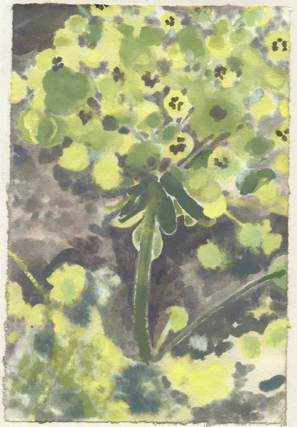 Ned Elliott Euphorbia watercolour & gouache on japanese paper Unframed and unmounted Artwork: 16.5 x 24cm