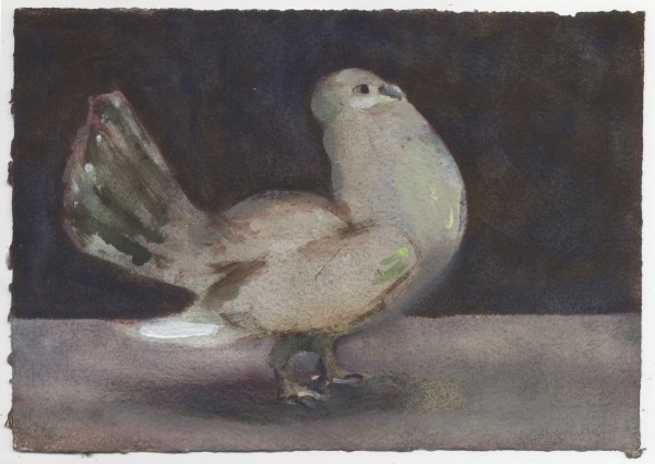 Charles Williams, Preening Pigeon V1