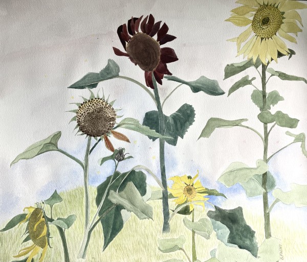 Suzy Fasht Cheeky Sunflowers watercolour Unframed and unmounted Artwork: 56 x 68cm