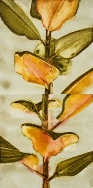 Noah Carter Ficus Elastica II watercolour on aquabord Framed Artwork: 30 x 15cm Frame: 33 x 18cm