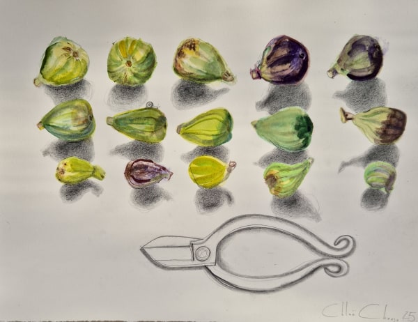 Chloë Cheese Pruning the Tiny Figs watercolour & pencil Unframed and unmounted Artwork: 25.5 x 34.5cm