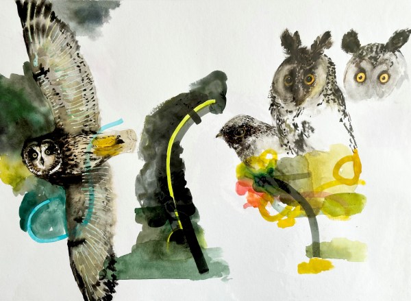 David Rees Davies, My Owl Taxidermy