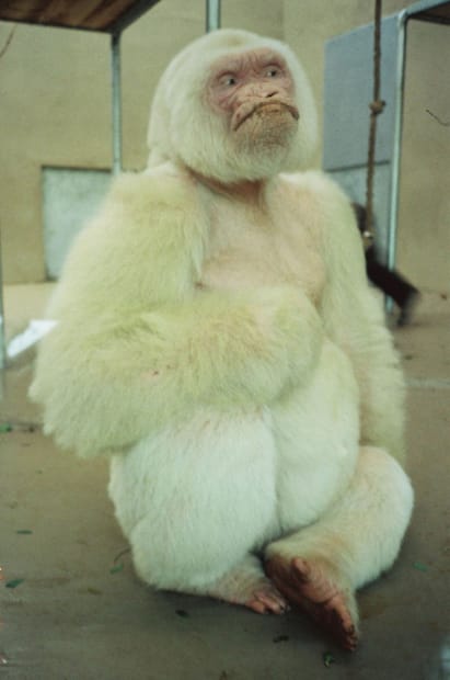 Southern Hemisphere (White Gorilla Photo), 1991/1995