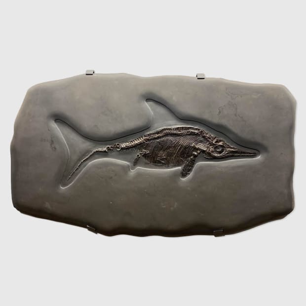 Natural History, Icthyosaurus Skeleton