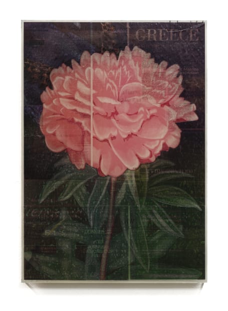 Martijn Hesseling, Flowers I - Peony