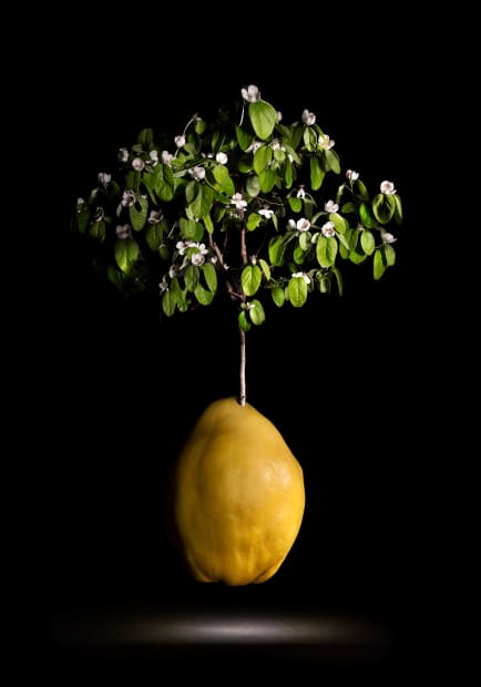 Miguel Vallinas, La flor de membrillo, 2023