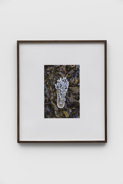 Insole (Goose Barnacles), 2021