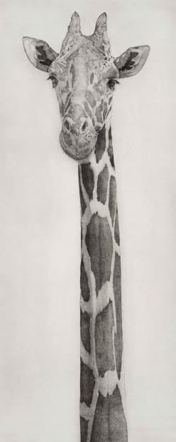 GUY ALLEN, TALL ORDER Etching on 330gsm Somerset Paper Unframed 98 x 39cm, Framed 124 x 65cm £1250 Framed £995...