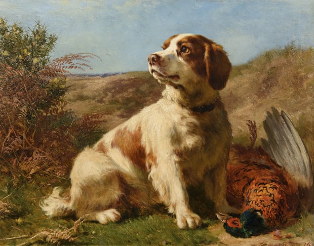 A Welsh Springer Spaniel