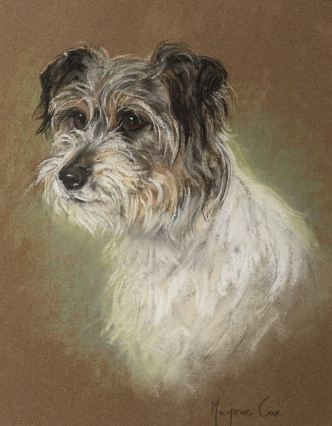 Study of a rough-haired terrier