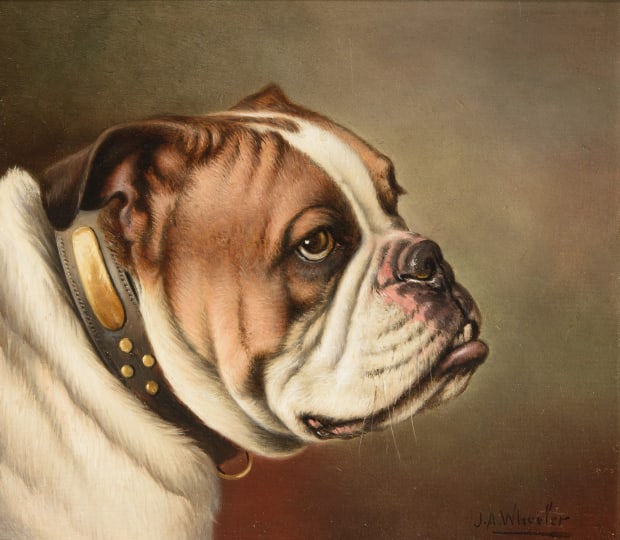 A British Bulldog