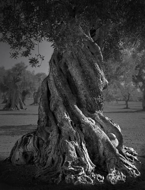 Francesco Bosso, Big Roots, Puglia Italy, 2021