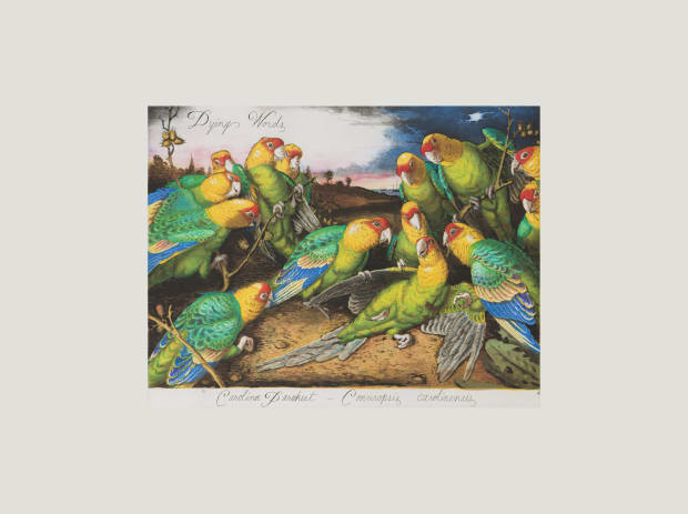 Walton Ford Dying Words, 2005 Etching and aquatint with drypoint. Signed in pencil and numbered in an edition of 75....