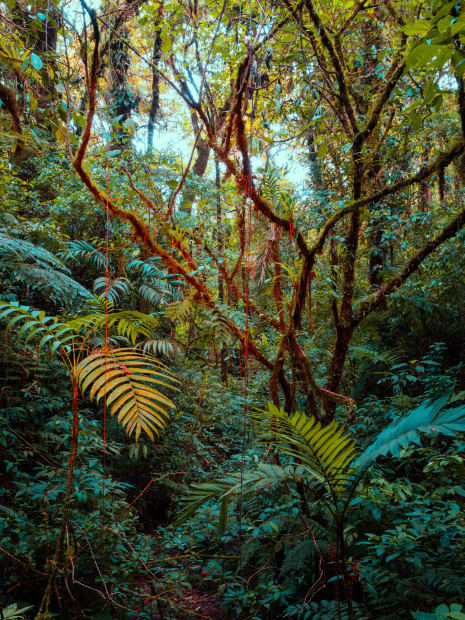 Christopher Rodriguez, Amazonas #4, Peru, 2019