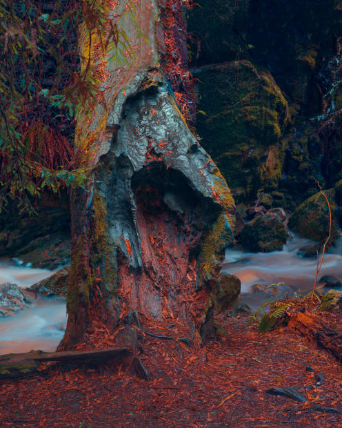 Christopher Rodriguez, Charred Redwood, CA, 2017