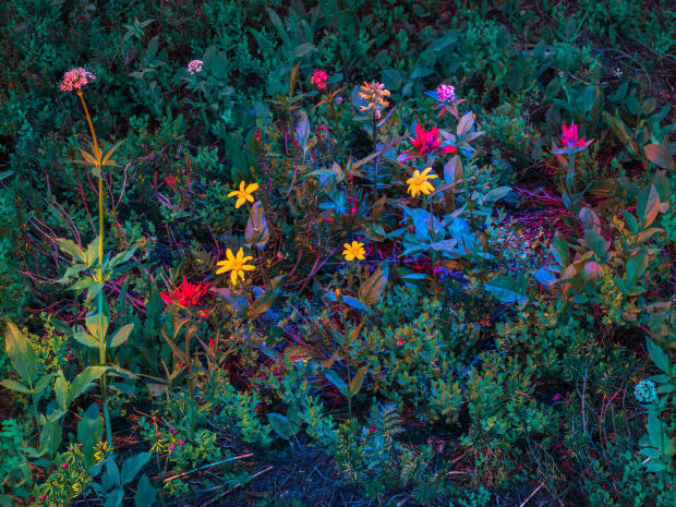 Christopher Rodriguez, Summer Flowers, MT, 2018