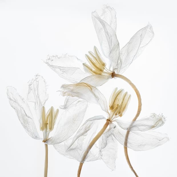 Kathrin Linkersdorff: Fairies