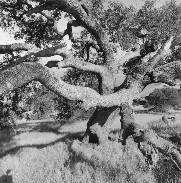 Western Landscapes Western Landscapes includes 190 images from Friedlander's road trips through the 1990s and 2000s. Many of the black...