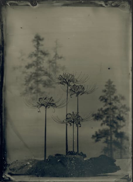 Yamamoto Masao Ambrotype #5, 2023 Signed, dated, and editioned on label on artist frame verso 7 x 5 inch ambrotype,...