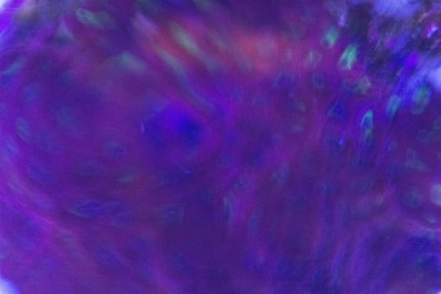 SARASIJA SUBRAMANIAN Sea Monsters / Bred in Captivity / Something's Missing, 2020 Archival prints on archival Epson paper 24 x...