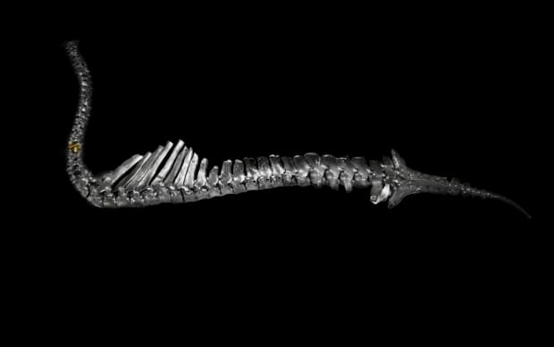 At the heart of the site lies the centaur’s spine, intricately crafted in silver, symbolizing resilience, endurance, and the figurative...