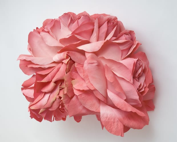 Cockscomb Rose is modeled after the commonly found fasciated (malformed) strawberry, which is called a 'cockscomb' strawberry. Roses and strawberries...