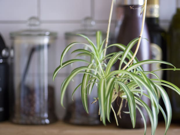 「許多人對繪畫的印象是摹擬形式,讓我們看到現實再現,但對我而言,每一系列的抽象畫意在景致內洞察我的情緒、感情與心思,不只是該畫所屬的世界,連結於此,環境的寂靜讓我體會與分辨更細小的變化。」—— 吳東龍