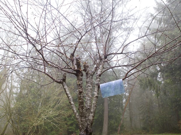 Studio Visit 'I started creating cyanotypes in the ocean, but my work has evolved to include all kinds of groundwater,...
