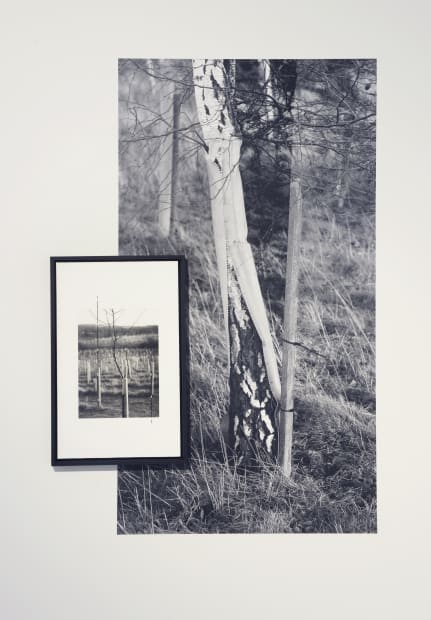 The impact that the sapling had on Catherine's work remains and over the years the work has further developed to...