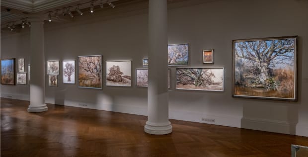 Canopy, 2022 The Queens Green Canopy, Sothebys London