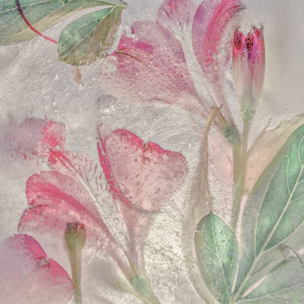 FROZEN GARDENS SERIES