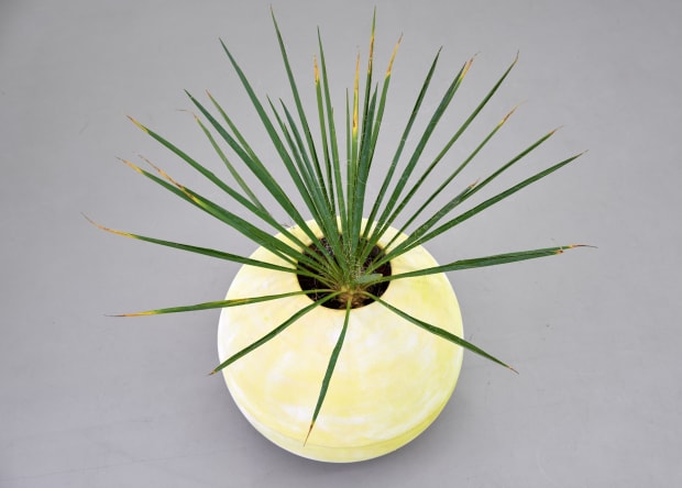 In the artist’s oeuvre as a whole, the work complex Manheim calling represents an interdisciplinary exploration of the intersections between...