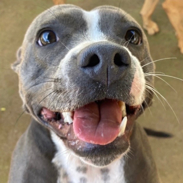 STEFFI THE STAFFY WELCOMING COMMITTEE