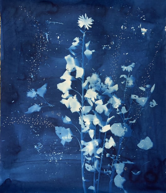 STARS, CONSTELLATIONS AND SUNFLOWERS (9) , 2023 cyanotype, salt crystals and silver leaf on cotton paper 71 x 59.75 inches