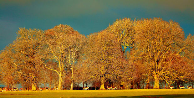 May 2025, The Afternoon of a Faun which I photographed in England was auctioned to raise funds in support of...