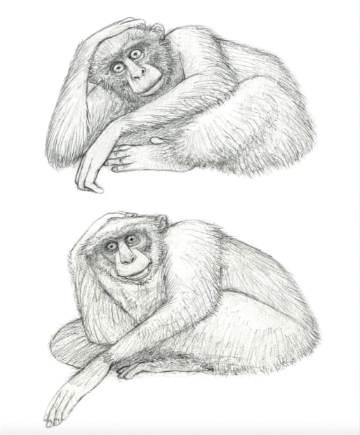 sketch of a monkey done by Travis Louie