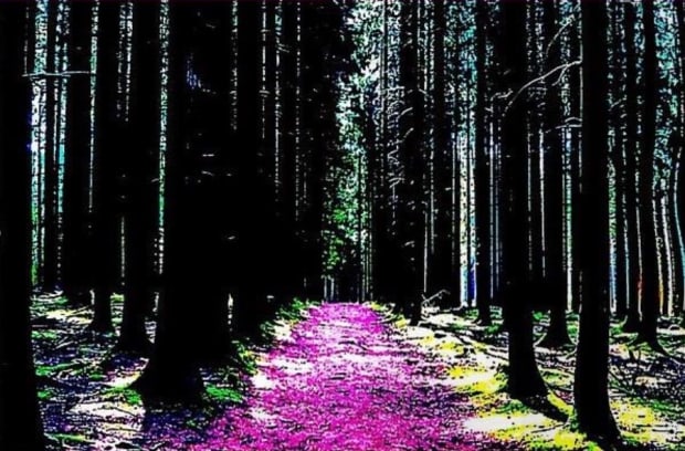 Desire Path weaves a neon-tinged image of the Ardennes Forest with a tight stroke, breeding a stimulating mix of fear,...