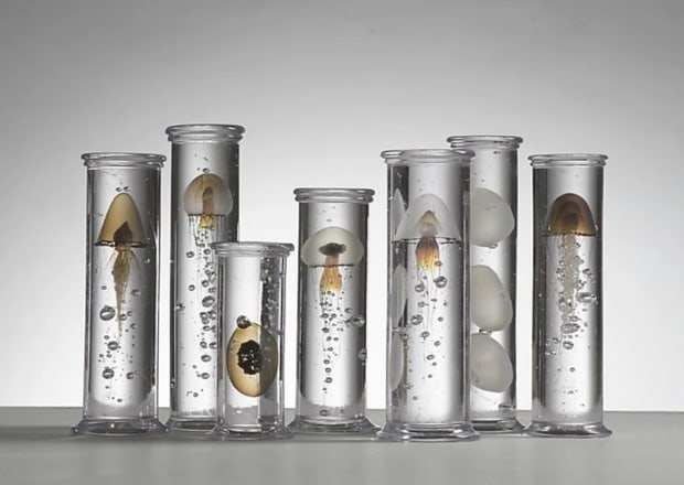 With Peter Buggenhout (his work at the Museum Leuven), the natural world invades familiar objects and like a jungle of...