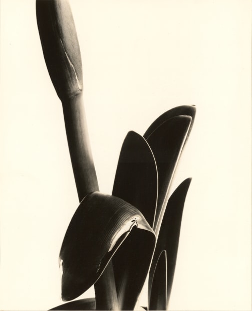 Imogen Cunningham (1883-1976)