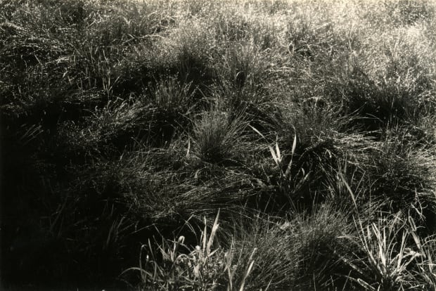 Alfred Stieglitz (1864-1946) Grasses, 1934 Gelatin silver print flush-mounted to card, mounted again to a folding card, printed c. 1934...