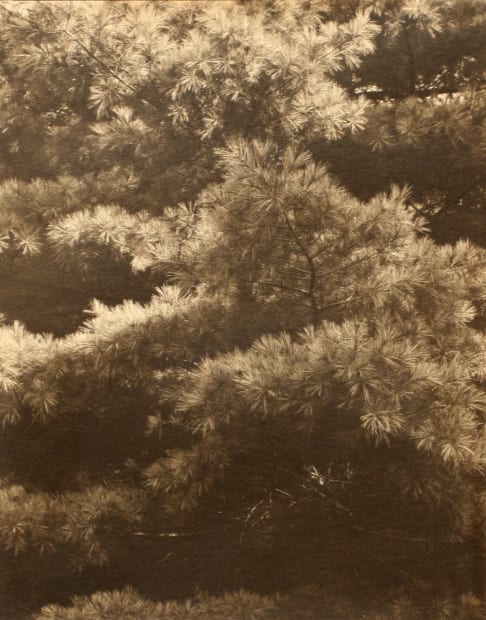 Paul Strand (1890-1976) Connecticut Pines, 1925 Warm toned palladium print, printed c. 1925 Signed, dated, and annotated with Paul Strand...