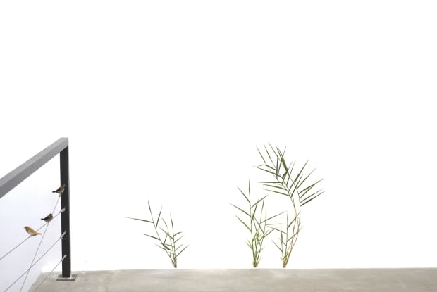 Weeds, a continuation of Matelli’s acclaimed series of bronze plant sculptures, disrupts the gallery’s pristine geometry. Hand-painted plants appear to...