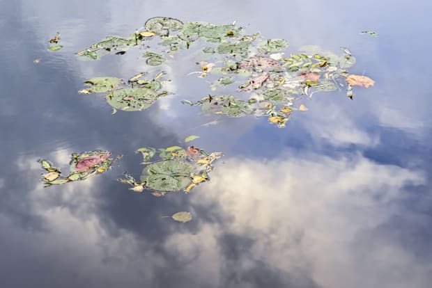 Janet Russek + David Scheinbaum: Giverny, Opening Saturday, February 14, 2026