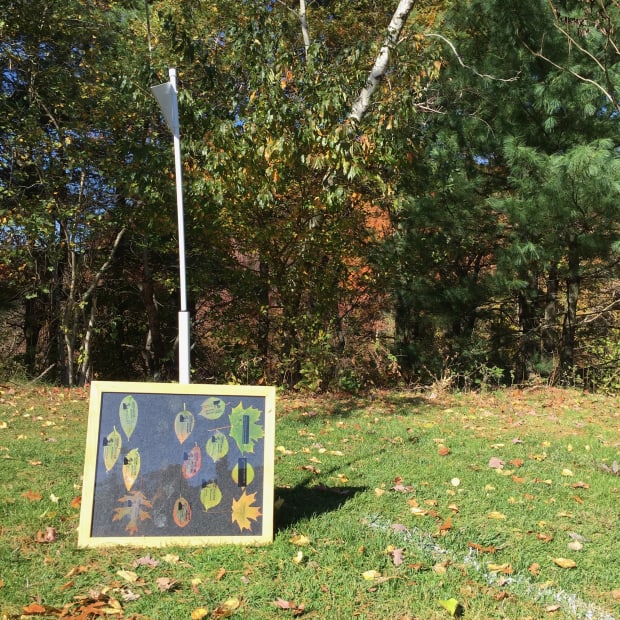 Chlorophyll prints developing in the sunlight in a meadow.