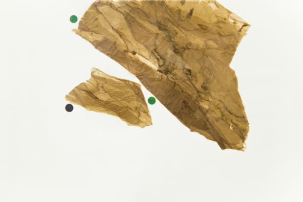 As cascas douradas que naturalmente se desprendem do tronco da árvore ‘sete-casacas’ são finas como um pergaminho e motivam composições...